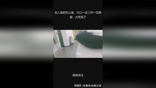 别人家的办公室，可以一边工作一边撸猫，太幸福了