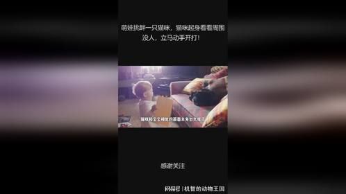 萌娃挑衅一只猫咪，猫咪起身看看周围没人，立马动手开打！