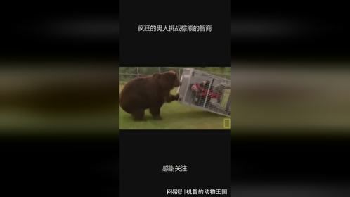 疯狂的男人挑战棕熊的智商