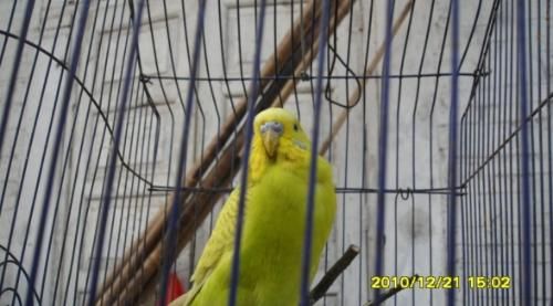 这白文鸟是哪种宠物鸟呢？