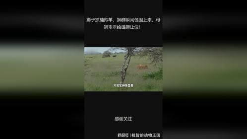 狮子抓捕羚羊，狮群瞬间包围上来，母狮乖乖给雄狮让位！
