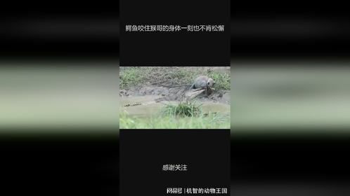 鳄鱼咬住猴哥的身体一刻也不肯松懈