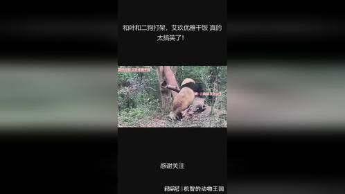 和叶和二狗打架，艾玖优雅干饭 真的太搞笑了！