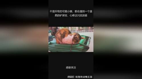 不是所有的可爱小猫，都会遇到一个温柔的铲屎官，心疼这只流浪猫
