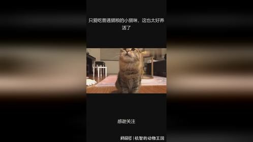 只爱吃普通猫粮的小猫咪，这也太好养活了 (1)