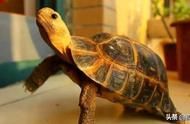 宠物龟种类大赏，你都知道哪些？