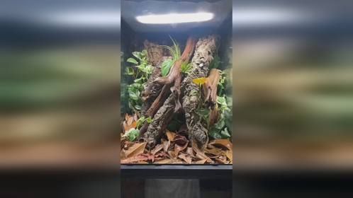 #爬宠缸 #爬缸造景 #生态缸 #爬宠 #异宠 #造景