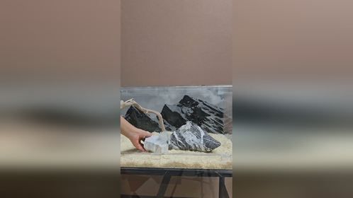 #爬宠缸 #爬缸造景 #生态缸 #爬宠 #异宠 #造景