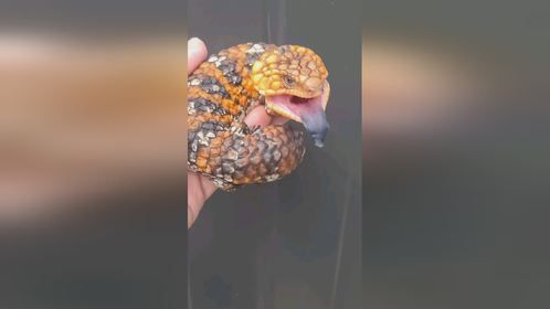 头和尾巴，傻傻分不清楚。#爬宠 #异宠 #爬宠日常 #松果蜥