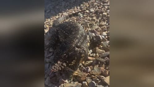 请忽略#养爬人 伤痕累累的手。#爬宠#异宠#爬宠日常#泰加蜥