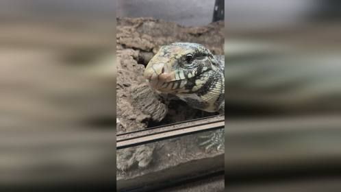 四位数的#泰加蜥 。#爬宠 #异宠 #爬宠日常 #泰加蜥蜴