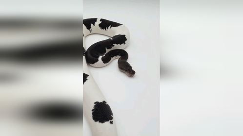 熊猫派。#爬宠 #异宠 #爬宠日常 #宠物蛇 #球蟒