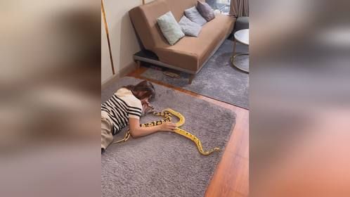 #爬宠 #异宠 #爬宠日常 #宠物蛇 #球蟒