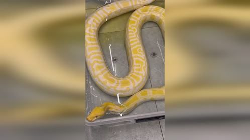 #爬宠 #异宠 #爬宠日常 #黄金蟒 #缅甸蟒