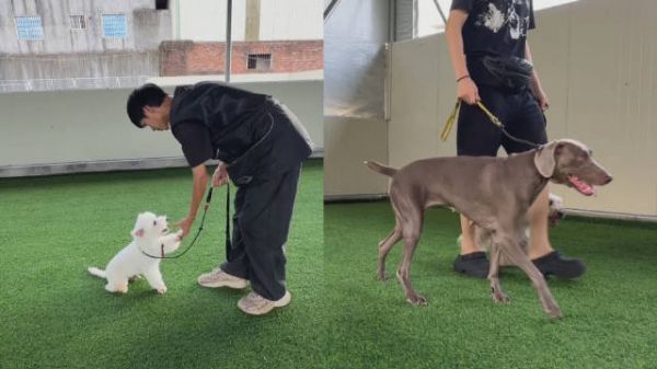 狗狗也上“幼儿园”!训犬基地行为矫正培训受青睐,市场需求旺盛