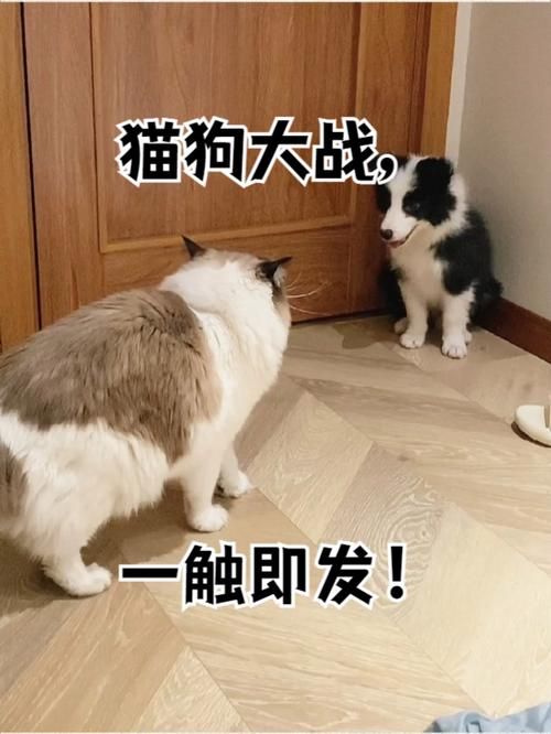 猫咪与狗狗大战游戏，探索宠物互动的乐趣