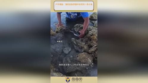 户外捕鱼：渔民在鱼获腹中发现另一条小鱼