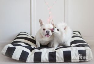 “宠物奶奶萌态照片，萌化你的心！”