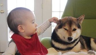 “宠物奶奶萌态照片，萌化你的心！”