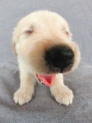 “宠物新宠，拖把狗，价格亲民，萌态十足！”