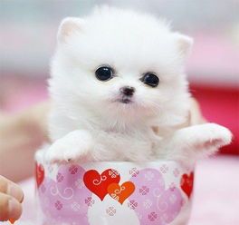 茶杯狗萌态可掬，宠物界新宠！