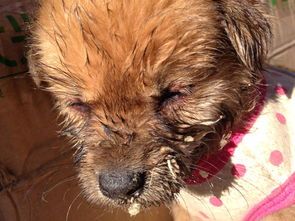 犬瘟期间怎么补充营养