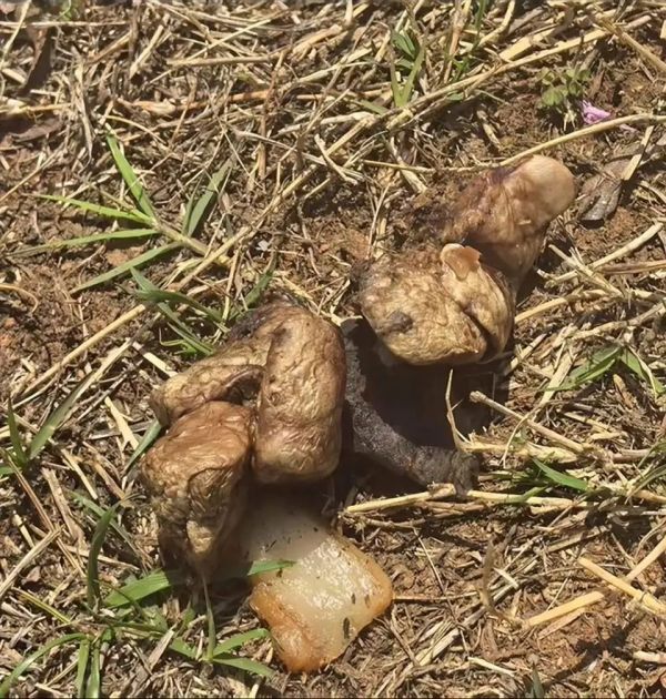 云南一公园疑有人恶意投毒,多只宠物狗死亡!警方介入