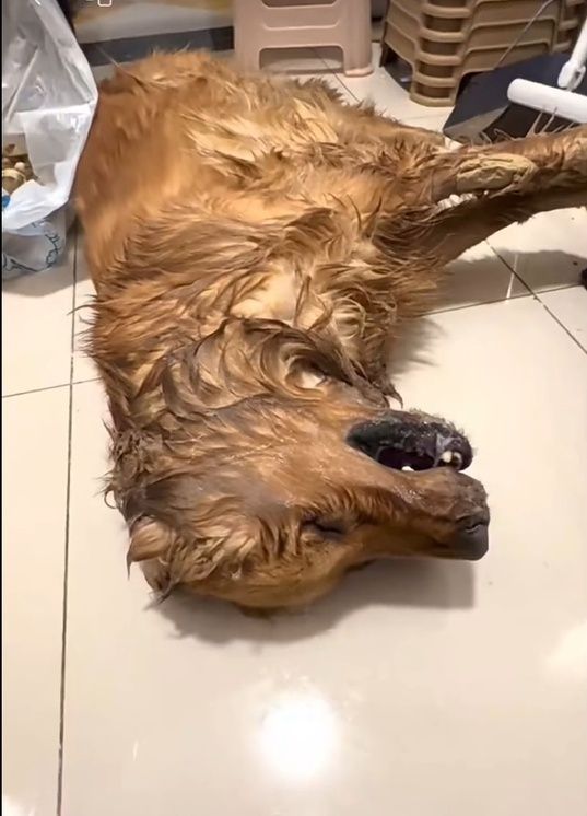 云南一公园疑有人恶意投毒,多只宠物狗死亡!警方介入