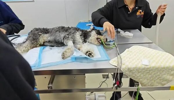 云南一公园疑有人恶意投毒,多只宠物狗死亡!警方介入