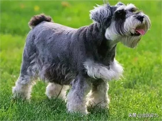 雪纳瑞需补充关键宠物营养