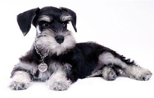 雪纳瑞需补充关键宠物营养