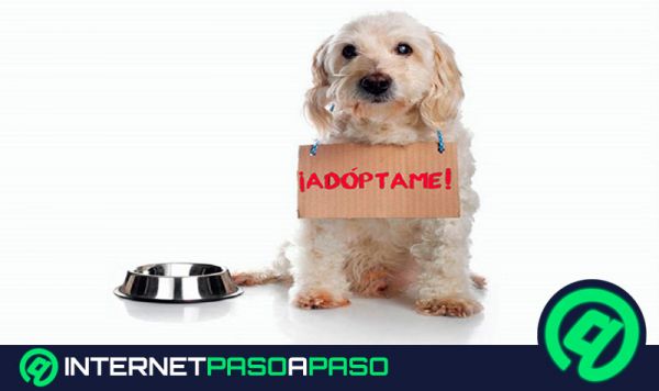Cuáles son las mejores páginas web para adoptar perros, gatos y todo tipo de mascotas
