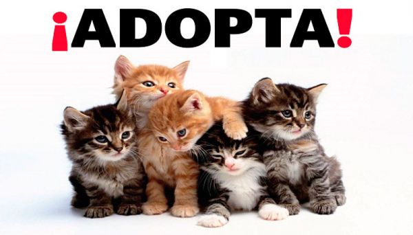 Lista de las mejores páginas web para adoptar perros gatos y cualquier mascota online