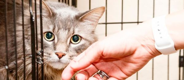 Nueva Vida Adopciones