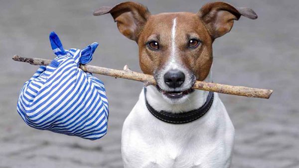 ¿Qué hay que tener en cuenta antes de adoptar una mascota por Internet?