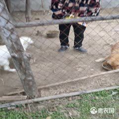 宠物饲料 狗粮40斤装牛肉味通用型金毛拉布拉多萨摩边牧德牧全价成犬幼犬