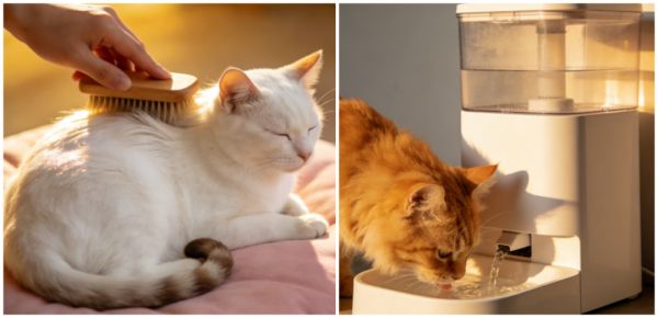 热议！宠物用品、3C等卖家进入TikTok Shop的破局机会点！