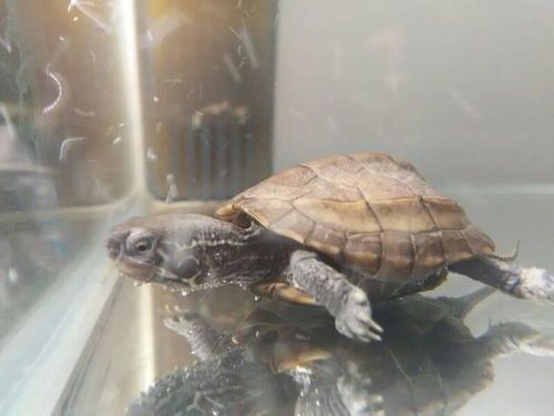 如何知道哪些是陆龟类的，如何判断陆龟还是水龟