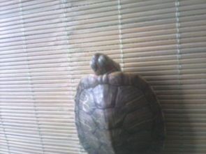 如何知道哪些是陆龟类的，如何判断陆龟还是水龟