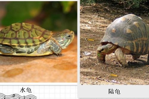 如何知道哪些是陆龟类的，如何判断陆龟还是水龟