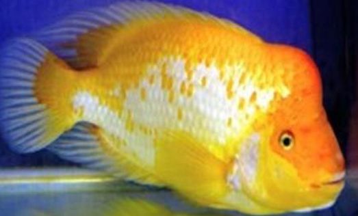 今日科普:火鹤鱼品种介绍