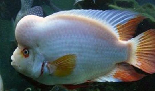 今日科普:火鹤鱼品种介绍