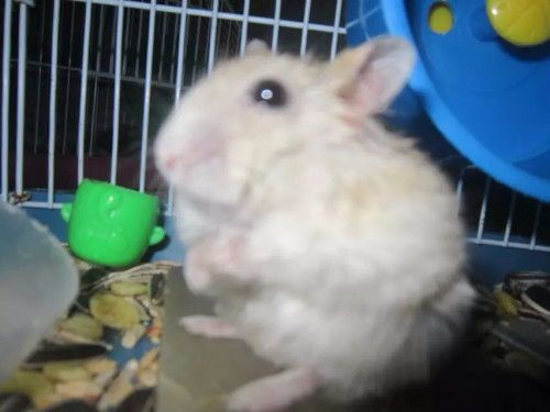 重庆仓鼠宠物店，精选品种，你心仪的那只仓鼠在哪？