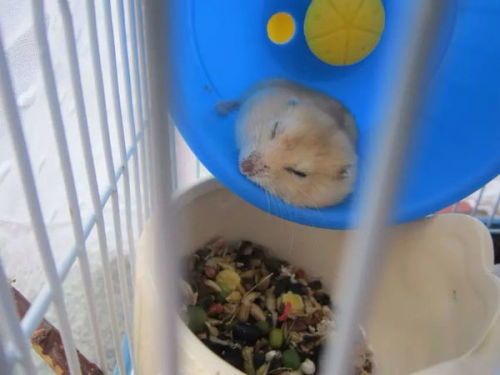 重庆仓鼠宠物店，精选品种，你心仪的那只仓鼠在哪？