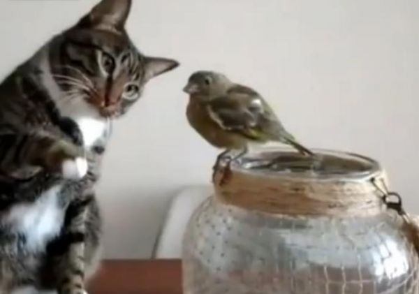 猫咪想和小鸟交朋友却怕伤害它,用了这个动作实在暖心