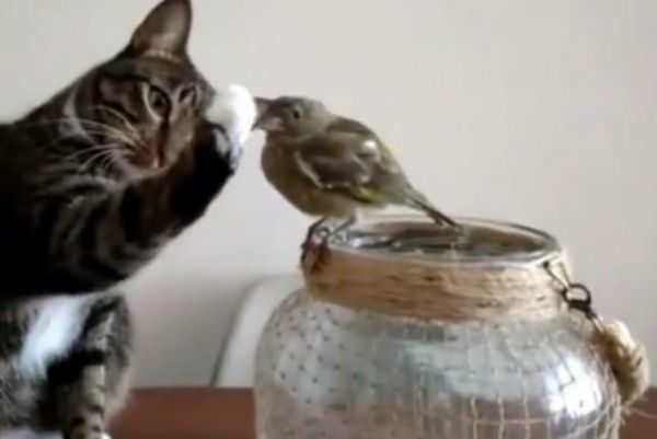 猫咪想和小鸟交朋友却怕伤害它,用了这个动作实在暖心