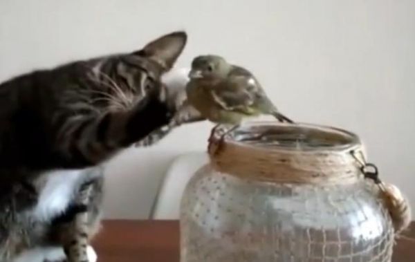 猫咪想和小鸟交朋友却怕伤害它,用了这个动作实在暖心
