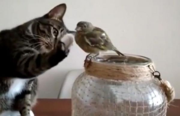 猫咪想和小鸟交朋友却怕伤害它,用了这个动作实在暖心