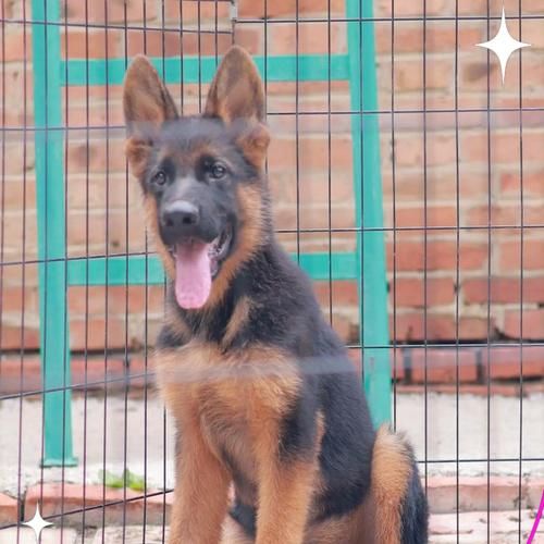 猫咪主食不会不吃猫粮吗为什么？德牧保罗排名多少？