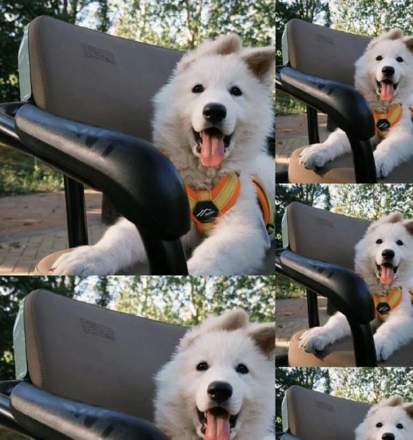 猫咪主食不会不吃猫粮吗为什么？德牧保罗排名多少？